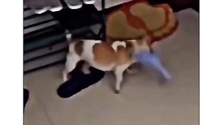 Animals funny vedio 3