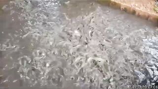 Ngasih makan siang❗Ikan lele sangat lahap sekali makan