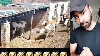 Animals funny vedio 4