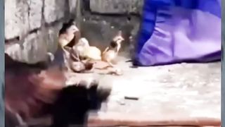 Comedy & Funny Animals