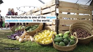 Farmers in the Netherlands are growing more food using less resources | Pioneers for Our Planet