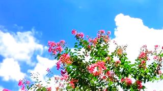 Green Nature View | Amazing Scenery | Peaceful Environment | #nature #febspot