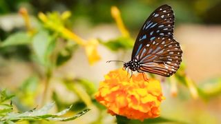 Best Relax Nature | Calming Video | Amazing Scenery | Peaceful Nature | #nature #febspot