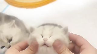 How does it feel to have a kitten that can pray?