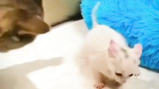 FUNNY BABY CAT