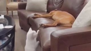 Funny Cat Videos Comedy & Funny