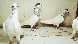 Beautiful pigeon 35waly batry