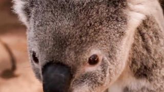 10 FAKTA HEWAN KOALA #viral #fyp #masukberanda #febspot