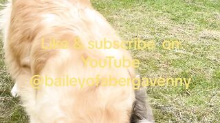 Golden retriever & shitzu playing together crazy dogs ????????????