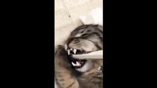 BEST CAT MEMES COMPILATION OF 2022 PART 2 6