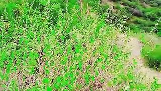 So beautiful video 6