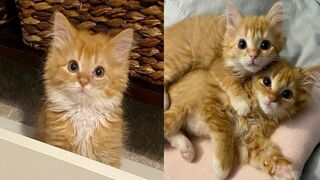 Cat funny video 20
