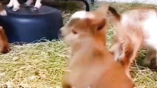 Funny Video | Animal Video | Feel Happy and Naughty |Peaceful Video
