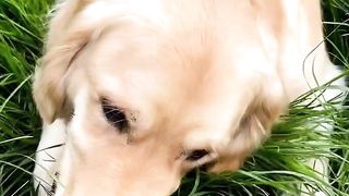 Golden retriever eating his treat in seconds ????????