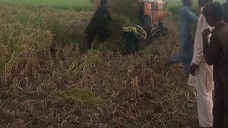 This is the video of Munji harvesting