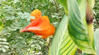 Soothing Stress Relief | Amazing Nature | Study | Sleep | Peaceful Nature