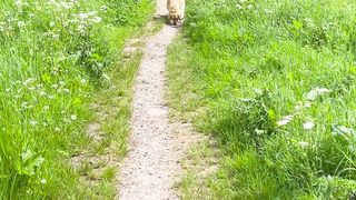 Golden retriever loves his walks