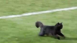 Black cat runs on field AND SCORES A GOAL