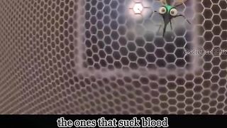 Do you know how high-tech the process of mosquitoes sucking blood is?