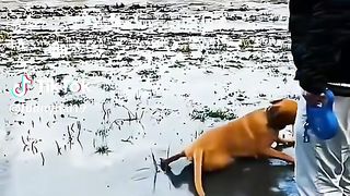 Funny animals 113