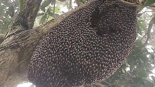 Giant honeybees use a defense known as "shimmering"