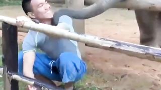 Cute elephant joking with its caregiver