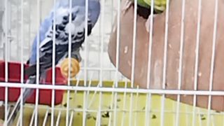 Love Birds Parrot ????????????????