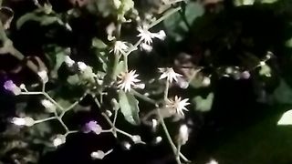 Animals lovers 11