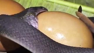 Snake swallowing eggs without cracking with |beautiful Quran recitation|  nature video