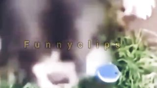 funny .20
