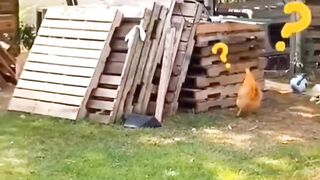Dog and Chicken playing Catch