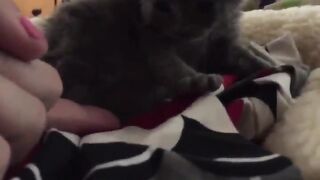 newborn kitten