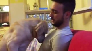 dog reflecting on