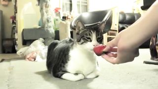cat sniffing strawberries