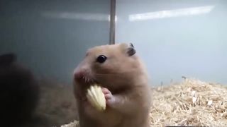 Hamster stuffing mini corn into his mouth