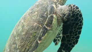 Mergulho em Ilhabela