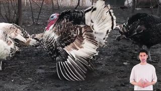 10 fakta menarik ayam kalkun #viralvideo #fyp #masukberanda #hewan #ayamkalkun #amerika #