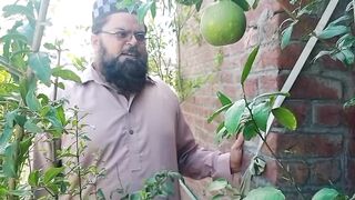 اج ہم نے اپنی چھت سے کون سے تازہ پھل توڑے