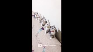 I laughed until I cried - Fun with animals 2023