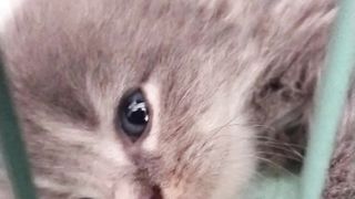My Kitten