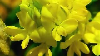 Baeuiful video