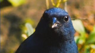 Beautiful Nature dp | Most Beautiful Birds 52 |Nature Video Hd | Nature Video Status