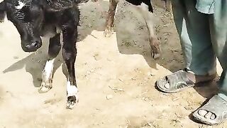 Cow for sell