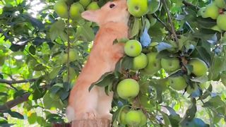 a squirrel eats an apple