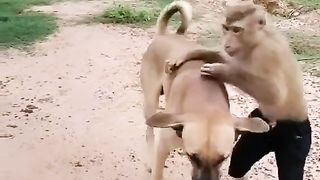 Funny Monkey & Dog Videos