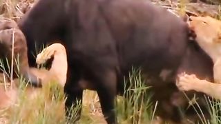 Lion vs king size buffalo