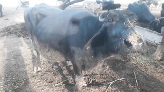 Buffalo Gujjar Daryfarm