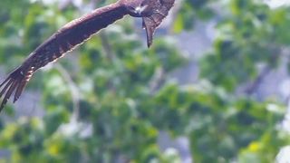 Beautiful Nature Video Status |Beautiful Nature Video Short | Most Beautiful Birds 53