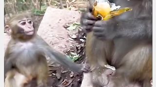 Funny Monkey Viral Video 18