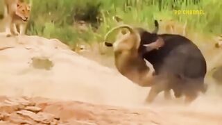 Shocking Moments When Painful Lions Are Attacked And Tortured.
